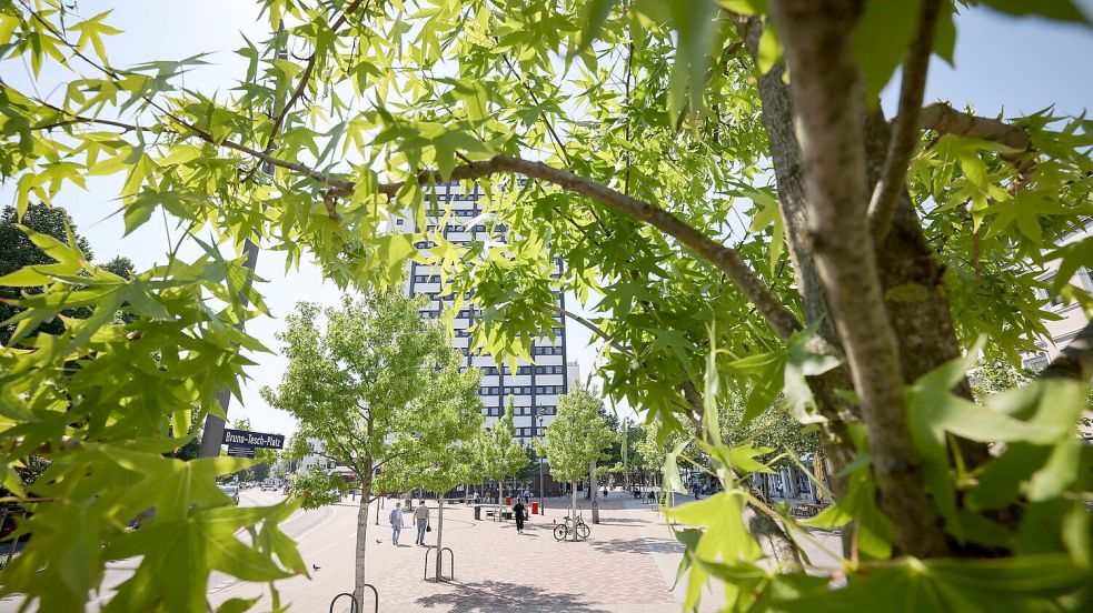 Stadtbäume helfen, an heißen Tagen für etwas Kühlung zu sorgen. (Symbolbild) Foto: Christian Charisius