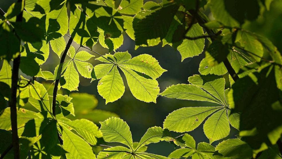 Kastanienbäume haben meist große Kronen, die viel Schatten spenden. (Symbolbild) Foto: Patrick Pleul