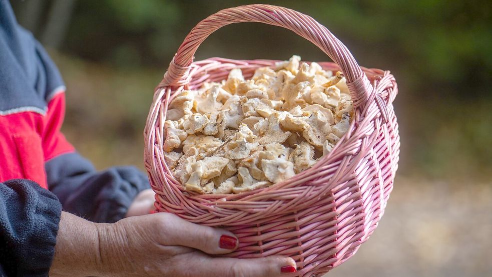Semmelstoppelpilze gehören zu den Pilzsorten, die in radioaktiv belasteten Gebieten erhöhte Strahlenwerte aufweisen. (Archivbild) Foto: Harald Tittel