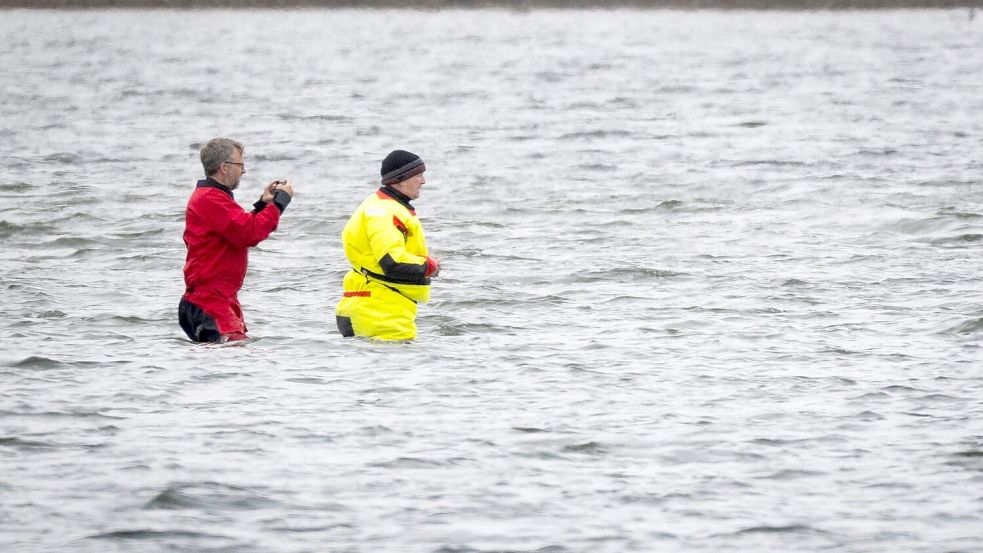 Till Backhaus läuft zum Buckelwal Foto: Philip Dulian