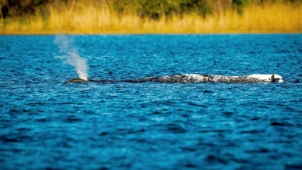 Der Buckelwal liegt unverändert im Flachwasser vor der Insel Poel. Foto: Jens Büttner