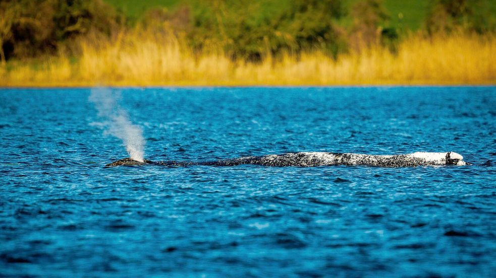 Der Buckelwal liegt unverändert im Flachwasser vor der Insel Poel. Foto: Jens Büttner