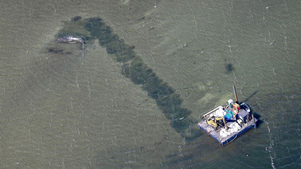 Der Abtransport des Wals soll durch eine Rinne erfolgen. Foto: Philip Dulian