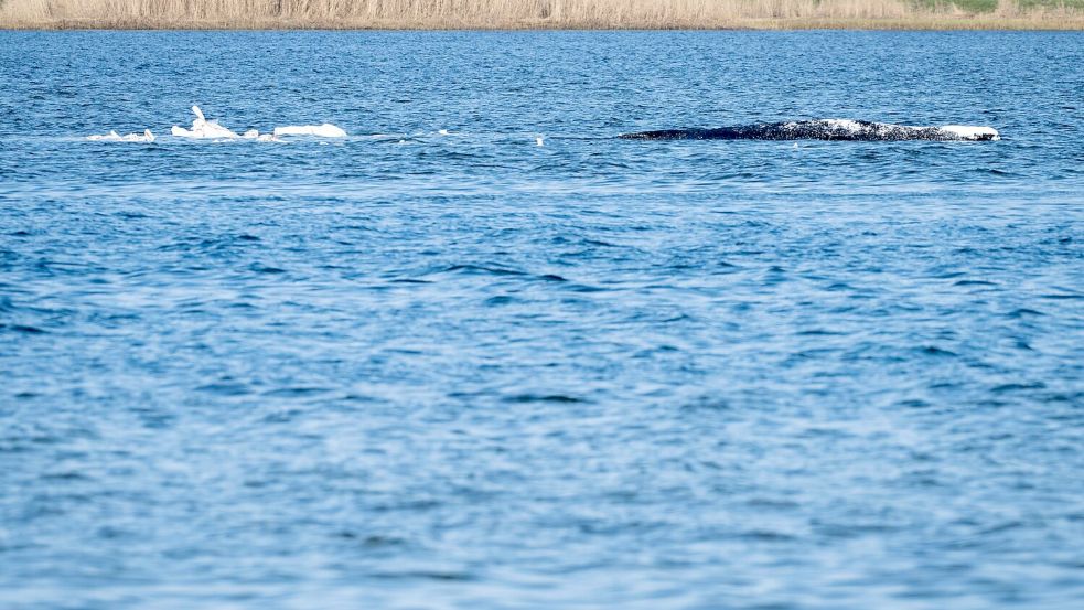 Heute könnte sich entscheiden, ob die Walrettung gelingt. Foto: Philip Dulian