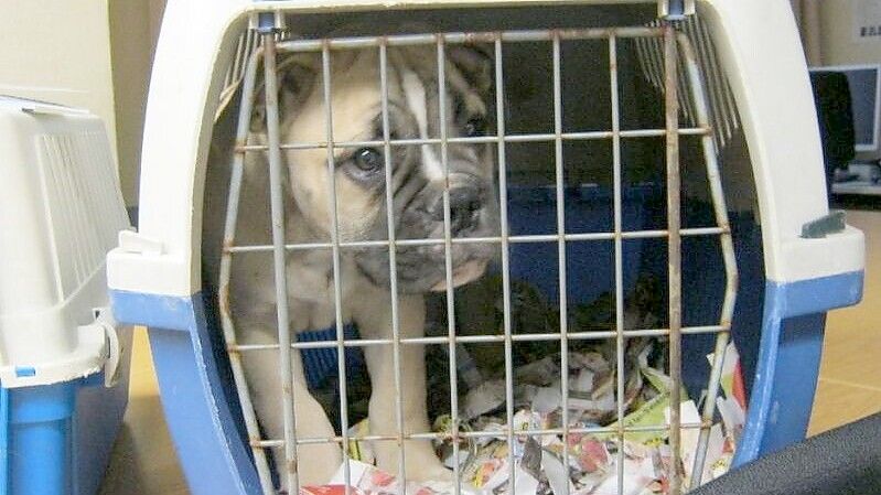 Eine Chip- und Registrierungspflicht für Hunde und Katzen soll den illegalen Handel eindämmen. Foto: dpa | Polizeipräsidium München