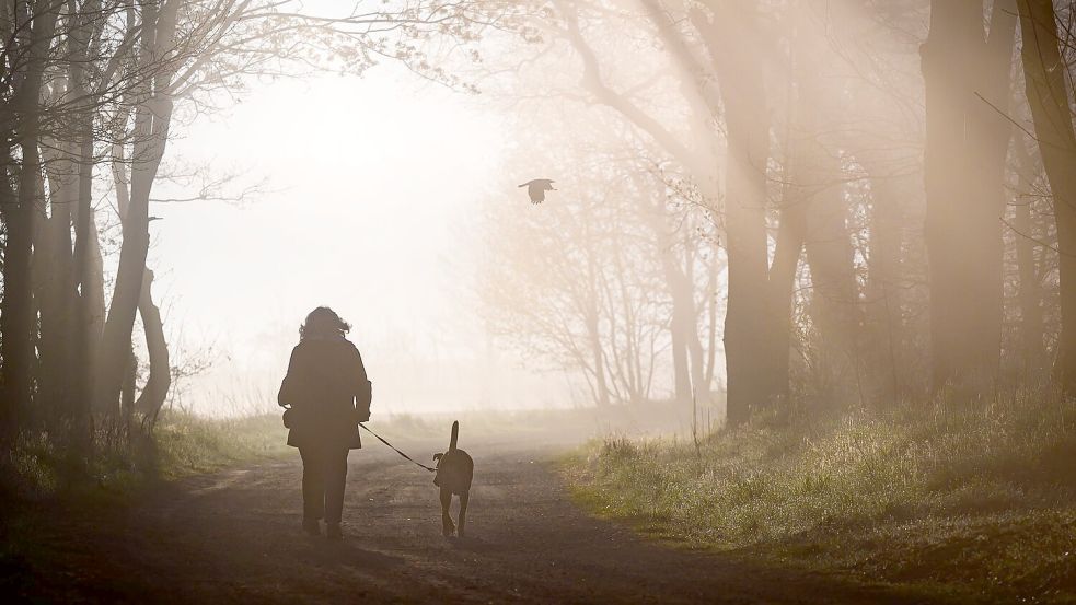 Hunde müssen künftig registriert und gechippt sein. Privatleute haben aber einige Jahre Zeit dafür. (Symbolbild) Foto: Patrick Pleul