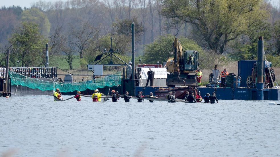 Helfer versuchen den gestrandeten Wal aus dem flachen Wasser zu einem Transportschiff zu ziehen, das in der Fahrrinne wartet. Foto: Philip Dulian