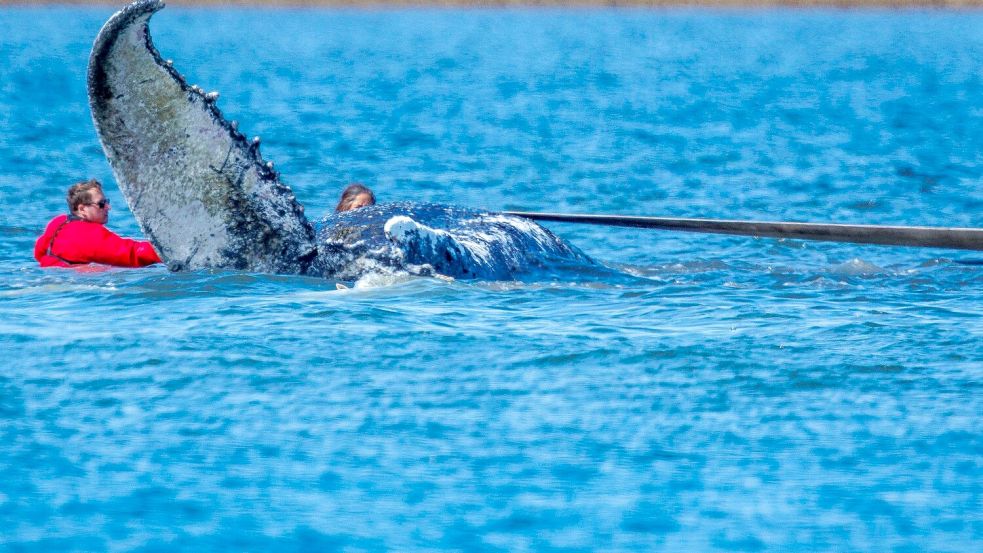 Die Helfer ziehen an Gurten. Foto: Jens Büttner