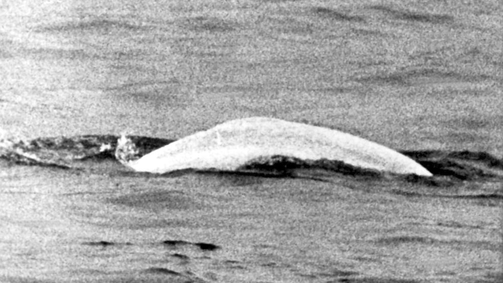 Weißer Wal im trüben Rhein: Fast einen Monat lang war Moby Dick 1966 zwischen Duisburg und Rheinland-Pfalz unterwegs. Foto: picture alliance / dpa