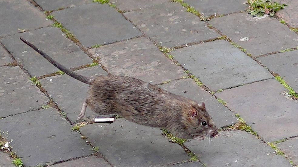 Eine Ratte läuft über einen gepflasterten Weg. In Idafehn-Nord (Gemeinde Ostrhauderfehn) wurden zuletzt mehrere Hinweise auf Rattenbefall gemeldet; die Gemeinde informierte Anwohner und verweist auf Maßnahmen zur Bekämpfung. Symbolfoto: DPA/Archiv