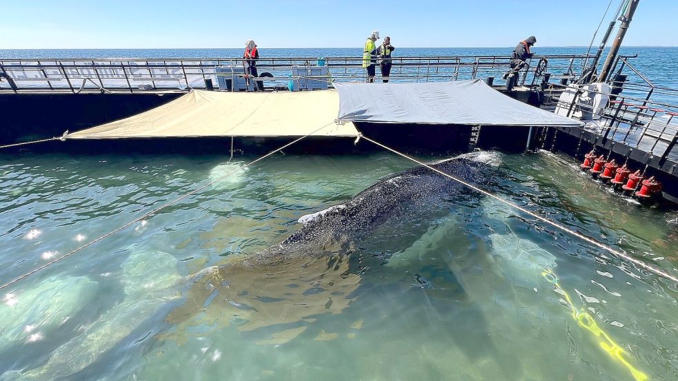 Noch muss der Wal den tagelangen Transport um die Nordspitze Dänemarks herum durch das Skagerrak überstehen. Foto: Jens Schwarck