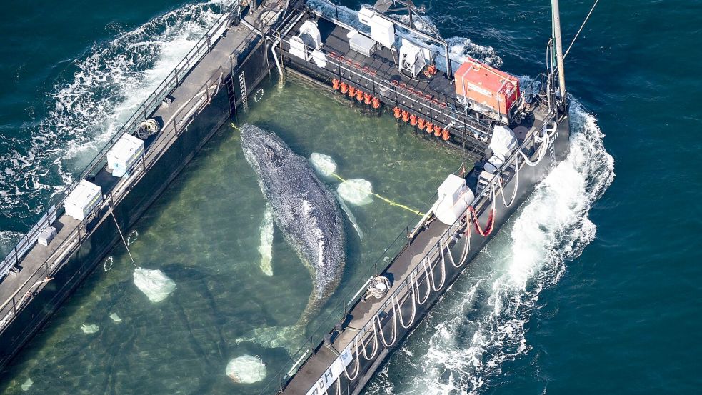 In einer Art stählernem Aquarium wird der Poeler Buckelwal Richtung Nordsee geschleppt. Foto: Philip Dulian