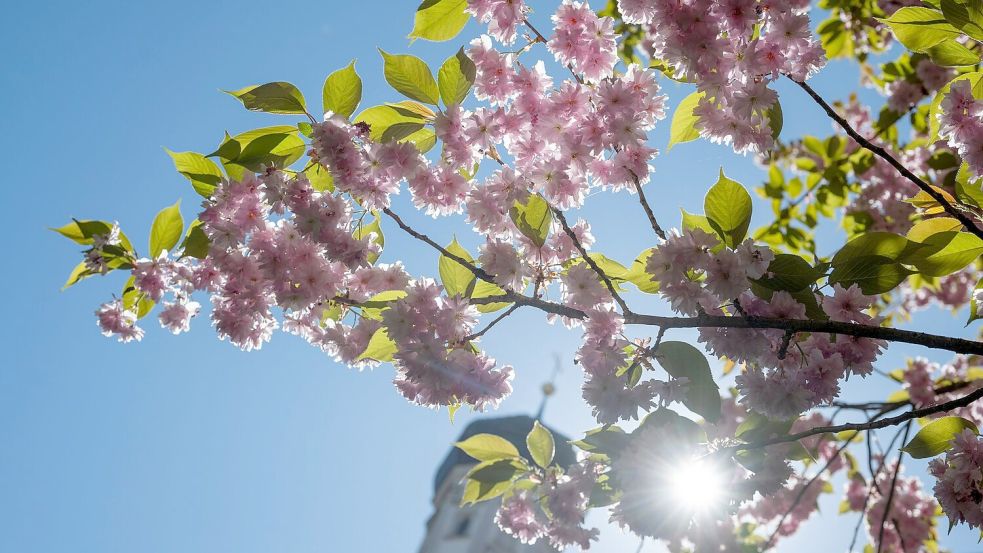Der Mai beginnt mit viel Sonnenschein. Hier ist sie hinter einer blühenden Zierkirsche zu sehen. Symbolfoto: dpa