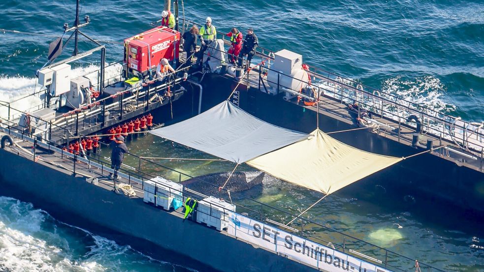 Der Wal liegt in einer Ecke des Lastkahns. Foto: Christoph Reichwein