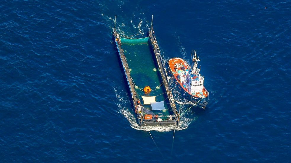 Das Transportschiff mit dem Wal ist seit mehreren Tagen unterwegs. Foto: Christoph Reichwein
