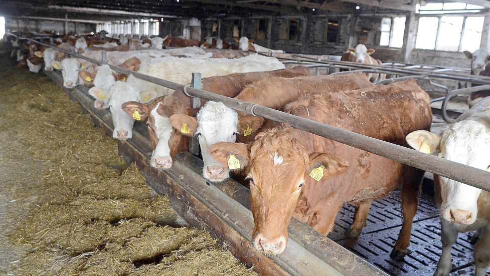 Ein Entwurf für neue Brandschutzrichtlinien für Stallgebäude sorgt für große Verunsicherung unter den Landwirten. Foto: Wolfram Weber/Imago