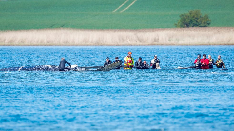 „Ans Würdelose grenzendes Gezerre“ nennt Greenpeace-Experte Thilo Maack das Geschehen am Wal. Foto: Jens Büttner