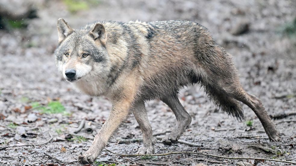 Ein Wolf hat zweimal eine Herde von Schafen im Landkreis Grafschaft Bentheim angegriffen. Foto: dpa/picture alliance/Bernd Weißbrod