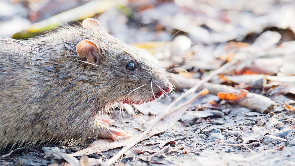 Ratten werden im Stadtgebiet Norden zum Problem. Foto: DPA