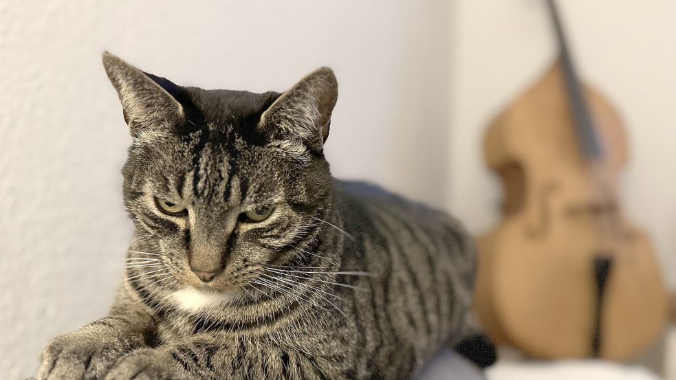 In jeder Pose schön: Kater Purzel Foto: Karsten Krogmann