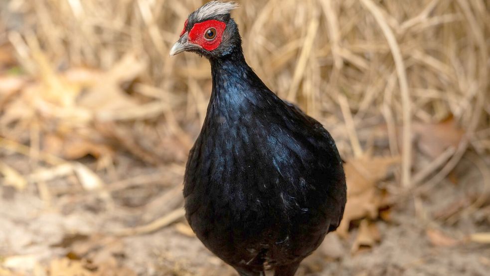 Vietnamesische Fasane gehören zu den seltensten Vogelarten der Welt. Foto: Jon A. Juarez/Tierpark Berlin/dp