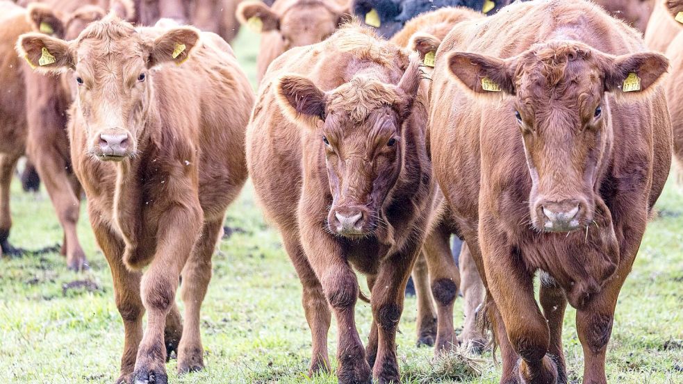 Viehdiebe schocken Landwirte in Südbrandenburg. (Symbolbild) Foto: Frank Hammerschmidt