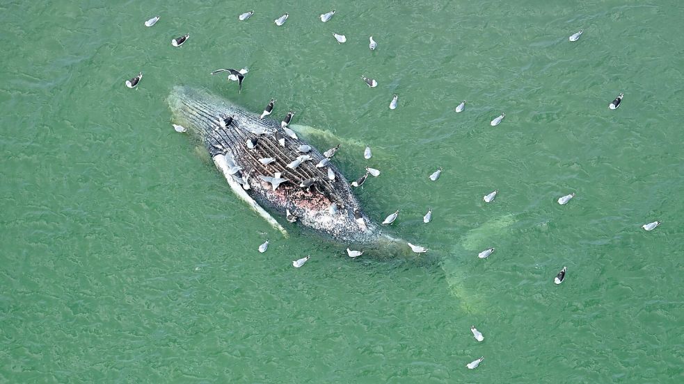 Ein Toter Wal wurde vor der dänischen Insel Anholt entdeckt. Foto: Jonas Walzberg