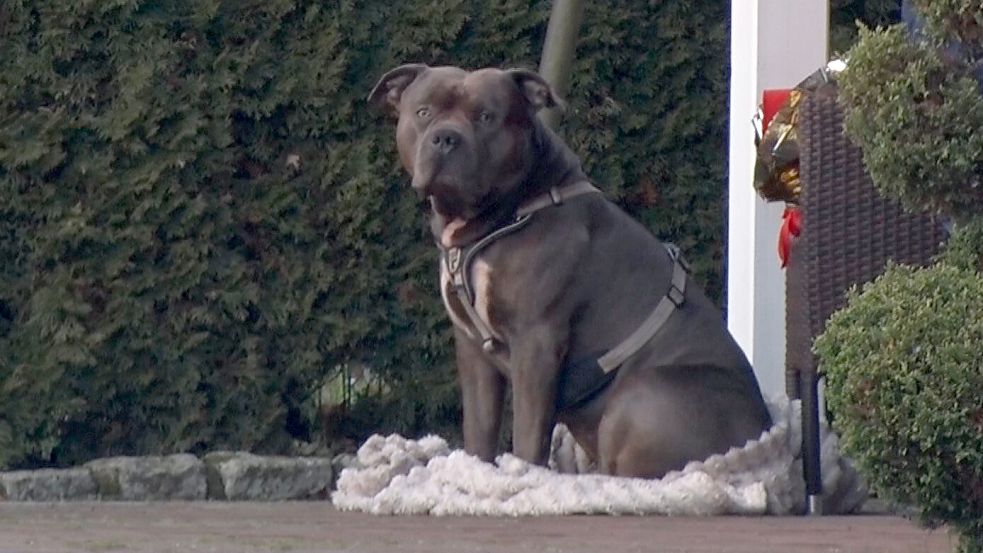 Der American-Bully-XL-Rüde Sam soll sein Herrchen totgebissen haben. Foto: Ulf Zurlutter/Nord-West-Media/dpa-Archiv