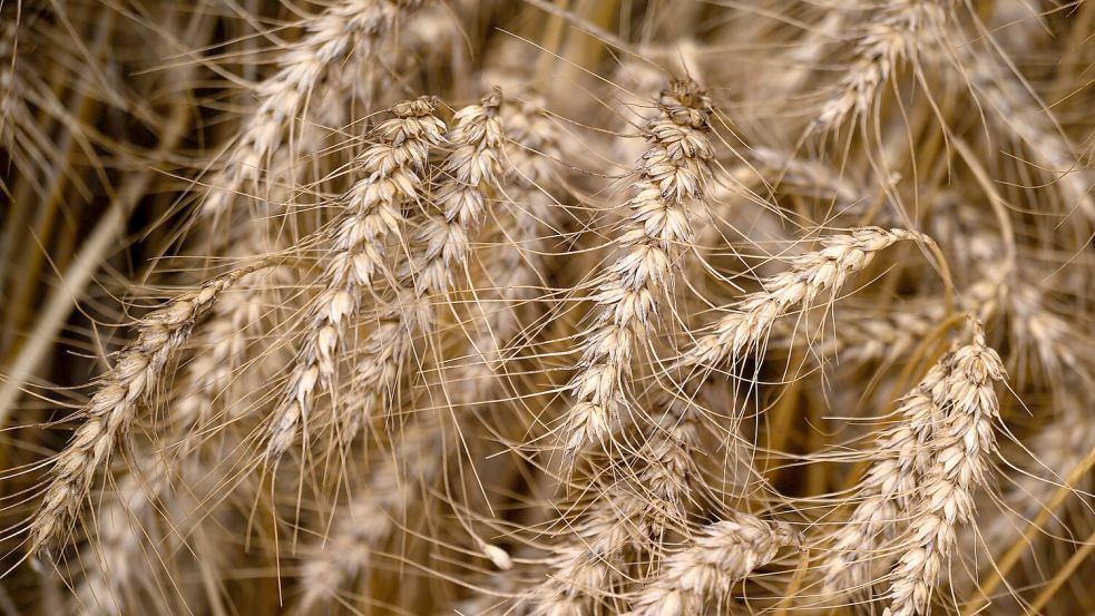 Wer Zöliakie hat, kann kein glutenhaltiges Getreide wie Weizen essen. (Symbolbild) Foto: Hendrik Schmidt