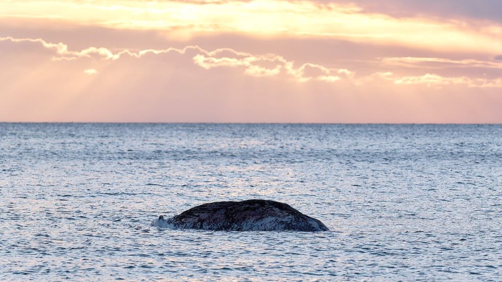 Gewebeproben des toten Wals sollen in Dänemark analysiert werden. Foto: Marcus Golejewski