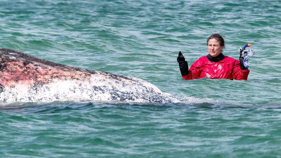 Tierärztin Anne Herrschaft hat den Wal zusammen mit Tauchern begutachtet. Foto: Marcus Golejewski