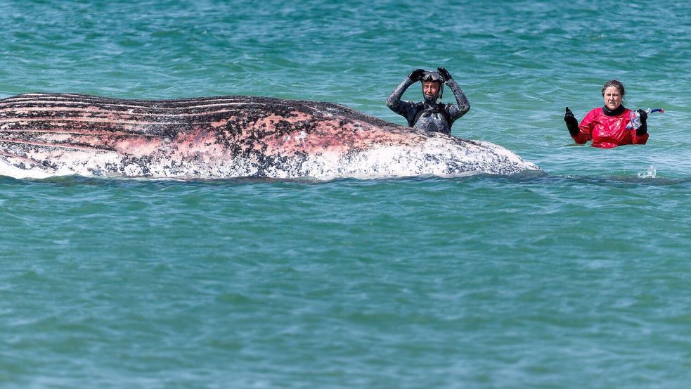 Der Buckelwal vor der dänischen Insel Anholt wurde anhand eines gefundenen Senders identifiziert. (Archivbild) Foto: Marcus Golejewski