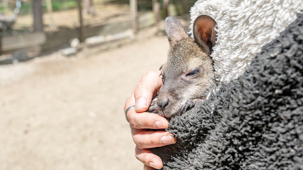 Känguru Elli schaut aus dem Pulli von Tierpark-Chefin Nicole Hoffmeister. Sie zieht das verwaiste Jungtier groß. Foto: Armin Weigel