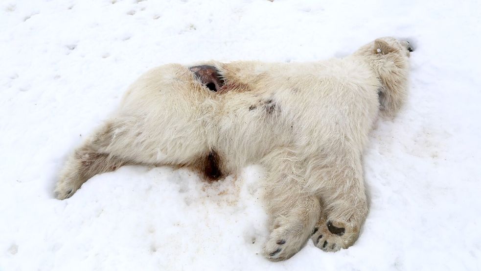 Auf Spitzbergen ist bei einem einjährigen männlichen Eisbären das Vogelgrippe-Virus nachgewiesen worden. Foto: Ingebjørg H. Nymo/Norwegisches V