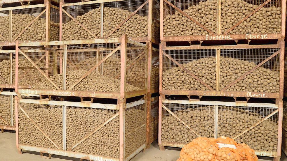 Die Lager sind voll: Die Kartoffelernte im vergangenen Jahr war so gut, dass es einen großen Überschuss gab. Foto: IMAGO / Wolfram Weber