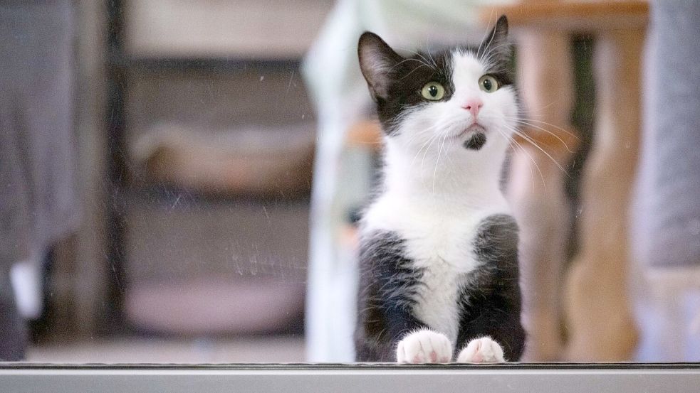 In Deutschland gibt es bislang keine allgemeine Chip- und Registrierungspflicht für alle Hunde und Katzen. Foto: Sebastian Kahnert