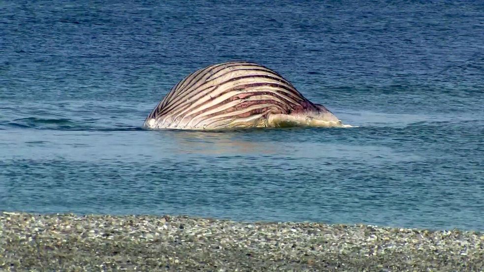 Der tote Buckelwal liegt aufgebläht vor der dänischen Insel Anholt. Foto: -/News5/dpa