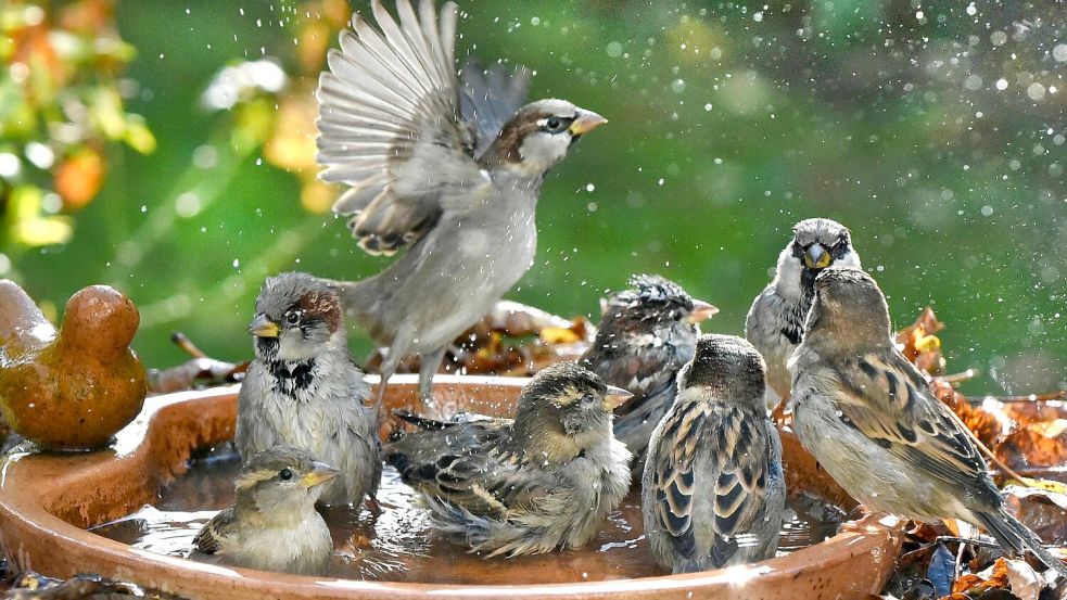 Haussperlinge baden in einer Vogeltränke. Foto: Waltraud Grubitzsch