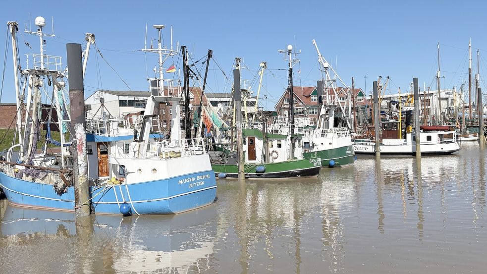 Einige der Kutter im Ditzumer Hafen fahren noch regelmäßig auf Fangfahrt. Foto: Oliver Bär