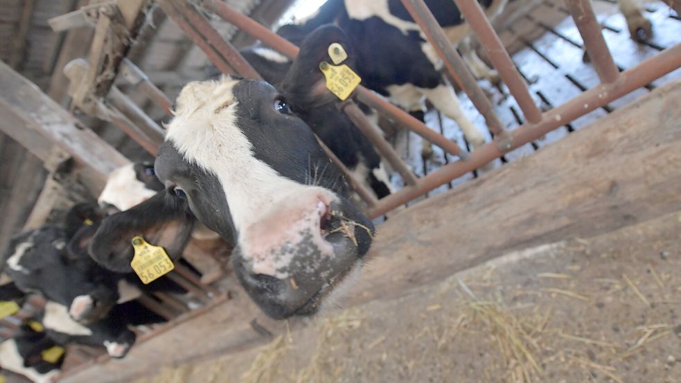 Die Erzeugerpreise für Milch sind im Sinkflug. Für die Bauern lohnt sich das Geschäft nicht mehr. Foto: Klaus Ortgies/Archiv