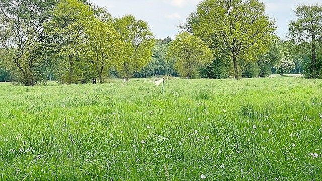 Das Foto zeigt die betroffene Fläche in Wiesens vor dem Mähen. In der Mitte steht die Stange, die die Tiere vergrämen soll. Foto: privat