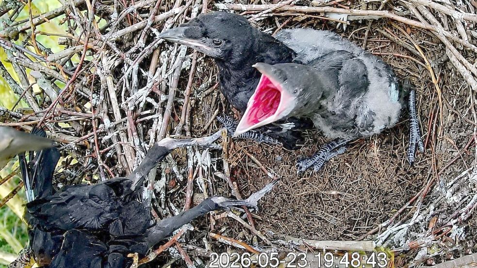 Da waren es nur noch zwei: Die Webcam hat den Moment festgehalten, in dem das dritte Jungtier (links unten) beim Futterbetteln über den Nestrand kippt. Screenshot: Schlossmuseum