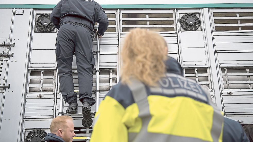 Gemeinsame Kontrolle von Polizei und Veterinäramt auf der A1: Alle fünf überprüften Lastwagen hatten zu viele Schweine geladen. Foto: Sebastian Gollnow / dpa