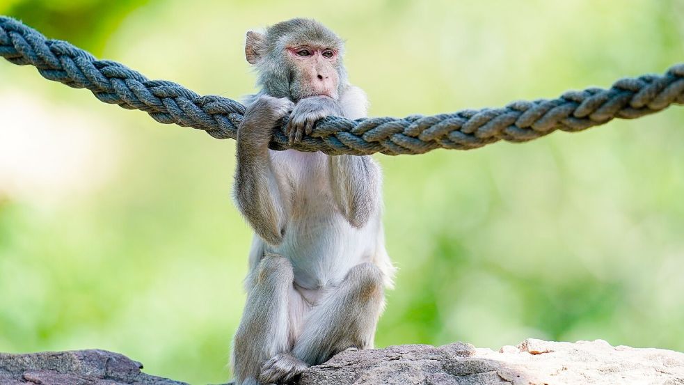 In freier Wildbahn sind Rhesusaffen vor allem in Asien anzutreffen - hierzulande lassen sie sich in Zoos beobachten. (Symbolfoto) Foto: Uwe Anspach
