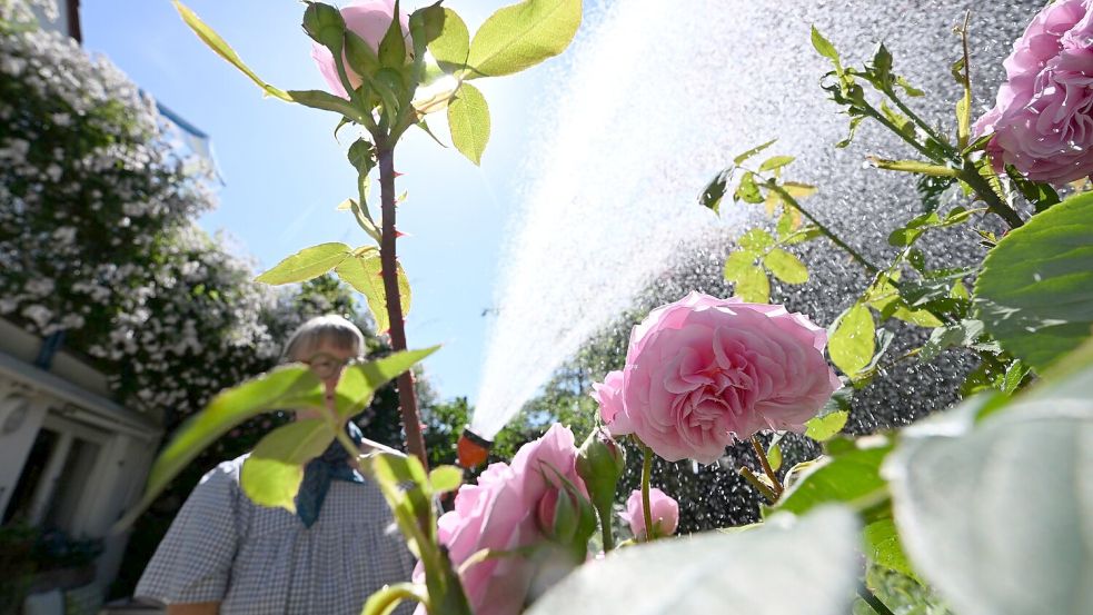 Der Frühling war deutlich trockener als im Schnitt. Foto: Bernd Weißbrod
