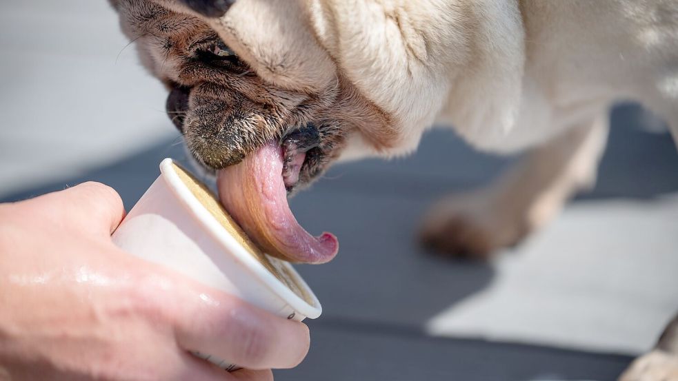 Das Hundeeis werde zurzeit gut nachfragt, sagt die Betreiberfamilie des Eiscafés Rigoni. Foto: Harald Tittel