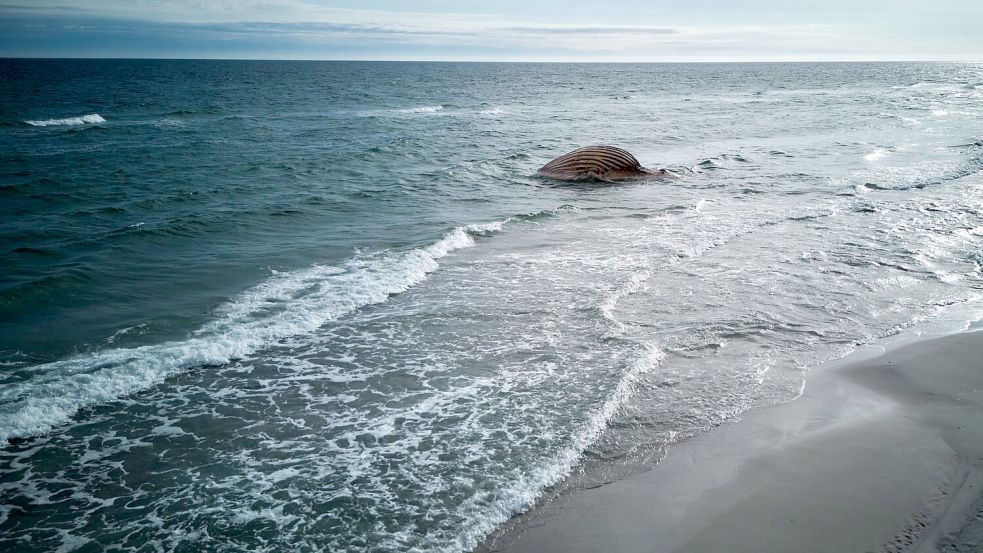 Wochenlang lag der Wal-Kadaver vor der Urlaubsinsel Anholt. (Archivbild) Foto: Marcus Golejewski