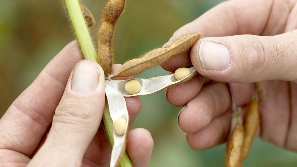 Soja - ein beliebter Grundstoff für pflanzliche Milchalternativen - wird auch in Deutschland angebaut. Foto: Daniel Karmann