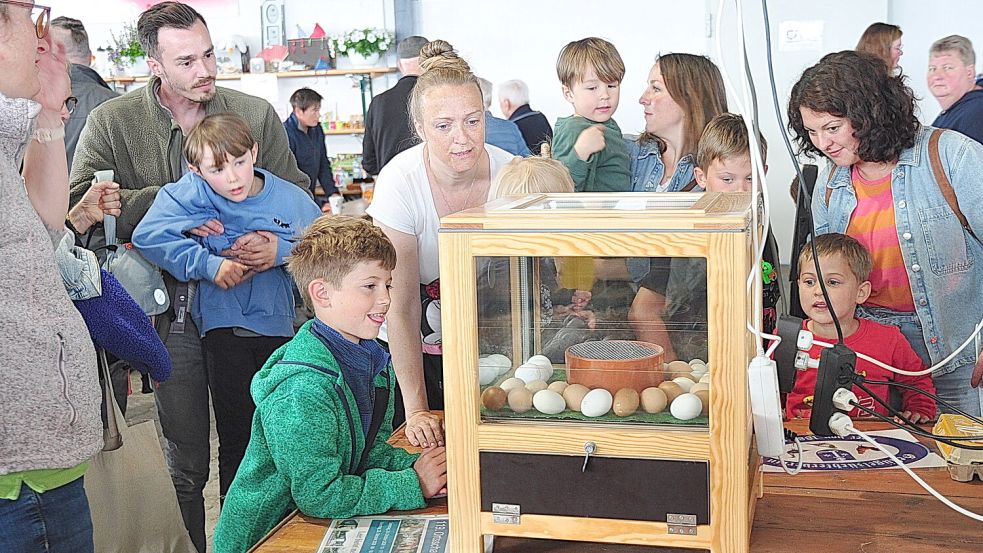 Die Kinder drängten sich um den Brutkasten, um die Küken schlüpfen zu sehen. Foto: Bodo Wolters