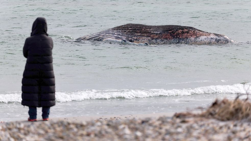 Die Tierärztin Anne Herrschaft unweit vom toten Buckelwal, der vor der dänischen Insel Anholt liegt. Foto: Marcus Golejewski